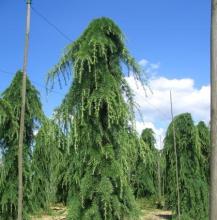 Cedrus deodara 'Pendula'