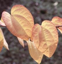 Cercidiphyllum japonicum Cercidiphyllum japonicum