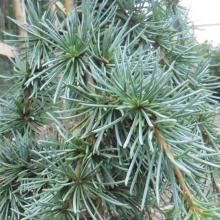 Cedrus libani 'Blue Fountain'