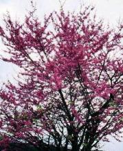 Cercis siliquastrum