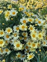 Chrysanthemum Frutescens GEEL