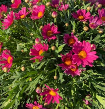 Chrysanthemum Frutescens ROZE