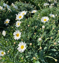 Chrysanthemum Frutescens WIT