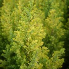 Chamaecyparis l. 'Ellwood's Gold'