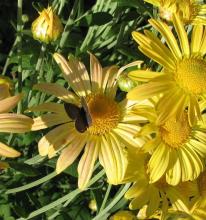 Chrysanthemum (R) 'Mary Stoker'