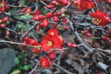 Chaenomeles sup. 'Crimson and Gold' Chaenomeles sup. 'Crimson and Gold'
