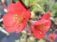 Chaenomeles sup. 'Nicoline' Chaenomeles sup. 'Nicoline'