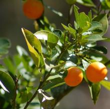 Citrus CALAMONDIN