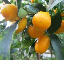 Citrus KUMQUAT