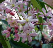 Clematis armandii 'Apple Blossom'®