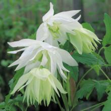 Clematis alpina 'Albina Plena'