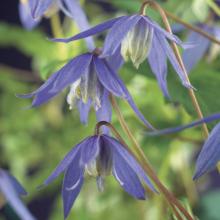 Clematis alpina