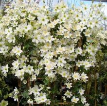 Clematis 'Avalanche'