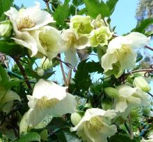 Clematis cirrhosa 'Jingle Bells'