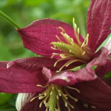 Clematis cirrhosa 'Landsdowne Gem'