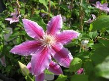 Clematis 'Dr. Ruppel'