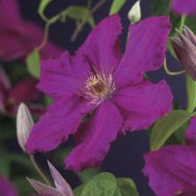Clematis 'Ernest Markham'