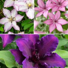 Clematis Evison Our Choice Mix