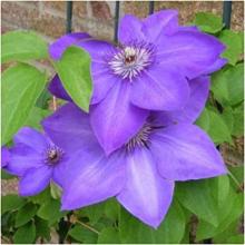 Clematis 'Elsa Spath'
