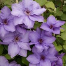 Clematis 'Esther' PBR