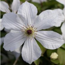 Clematis 'Forever Friends'