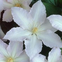 Clematis 'Gladys Picard'