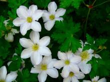 Clematis 'Huldine'