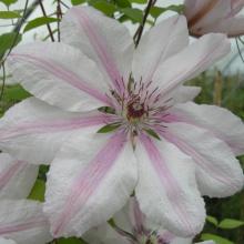 Clematis 'Jackmanii Jan Pawel II'