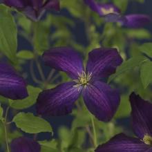 Clematis Jackmanii Purpurea