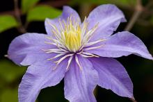 Clematis viticella 'Justa'