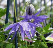 Clematis macropetala