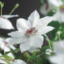 Clematis 'Miss Bateman'