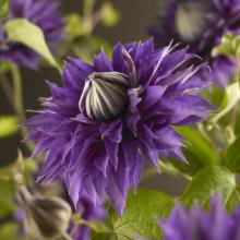 Clematis 'Multi Blue'