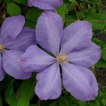 Clematis 'Mrs. Cholmondeley'