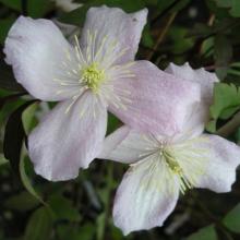 Clematis montana 'Fragrant Spring'