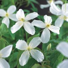 Clematis montana 'Grandiflora'