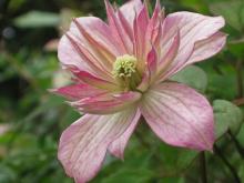 Clematis montana 'Marjorie'