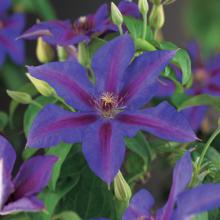 Clematis 'Mrs N. Thompson'