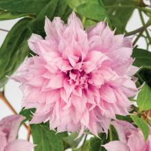 Clematis 'Multi Pink'® PBR