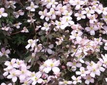 Clematis montana 'Rubens'