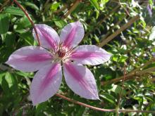 Clematis 'Nelly Moser'