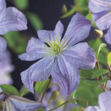 Clematis 'Prince Charles'