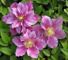 Clematis 'Piilu'