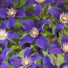 Clematis 'So Many® Blue Flowers'