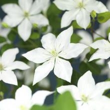 Clematis 'So Many® White Flowers'