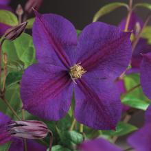 Clematis 'Star of India'