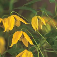 Clematis tangutica