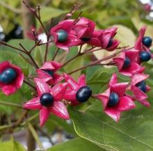 Clerodendrum trichot. 'Fargesii'