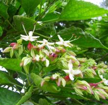 Clerodendrum trichotomum