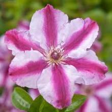 Clematis 'Tudor'